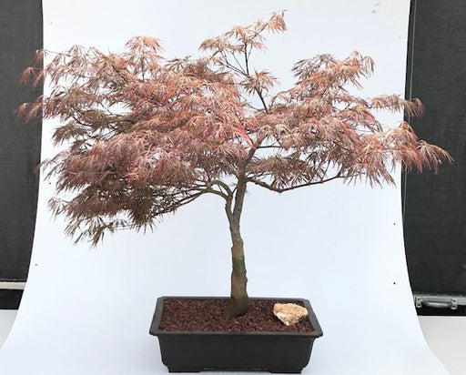 Crimson Queen Japanese Maple-(Acer palmatum var. dissectum 'Crimson Queen')