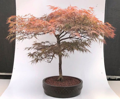 Weeping Red Dragon Japanese Maple Bonsai Tree -(Acer palmatum dissectum 'Red Dragon')