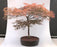 Weeping Red Dragon Japanese Maple Bonsai Tree -(Acer palmatum dissectum 'Red Dragon')