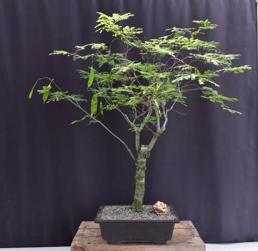 Flowering Horseflesh Mahogany Bonsai Tree -(lysiloma sabicu)