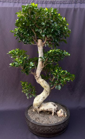Fruiting Green Emerald Ficus Bonsai Tree-Curved Trunk & Tiered Branching-(ficus microcarpa)