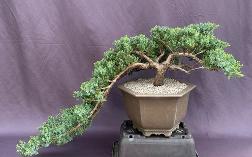 Juniper Bonsai Tree - Cascade Style-(juniper procumbens nana)