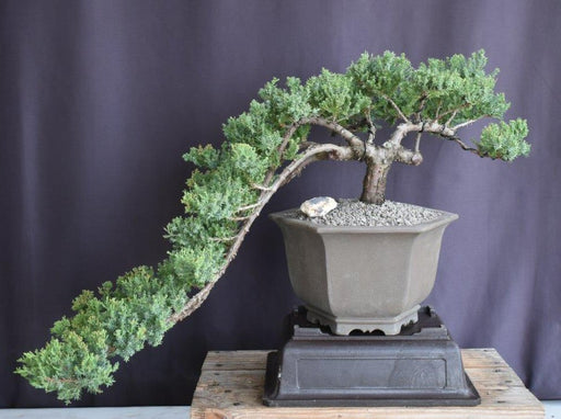 Juniper Bonsai Tree - Cascade Style-(juniper procumbens nana)