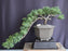 Juniper Bonsai Tree - Cascade Style-(juniper procumbens nana)