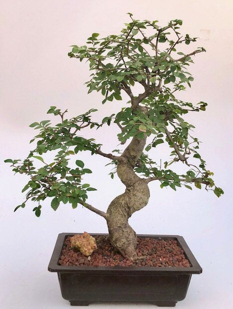 Chinese Elm Bonsai Tree -Curved Trunk & Tiered Branching Style-(ulmus parvifolia)