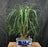 Ponytail Palm Multi Trunk Bonsai Tree -(beaucamea recurvata)