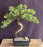 Juniper Bonsai Tree - Trained -(juniper procumbens nana)