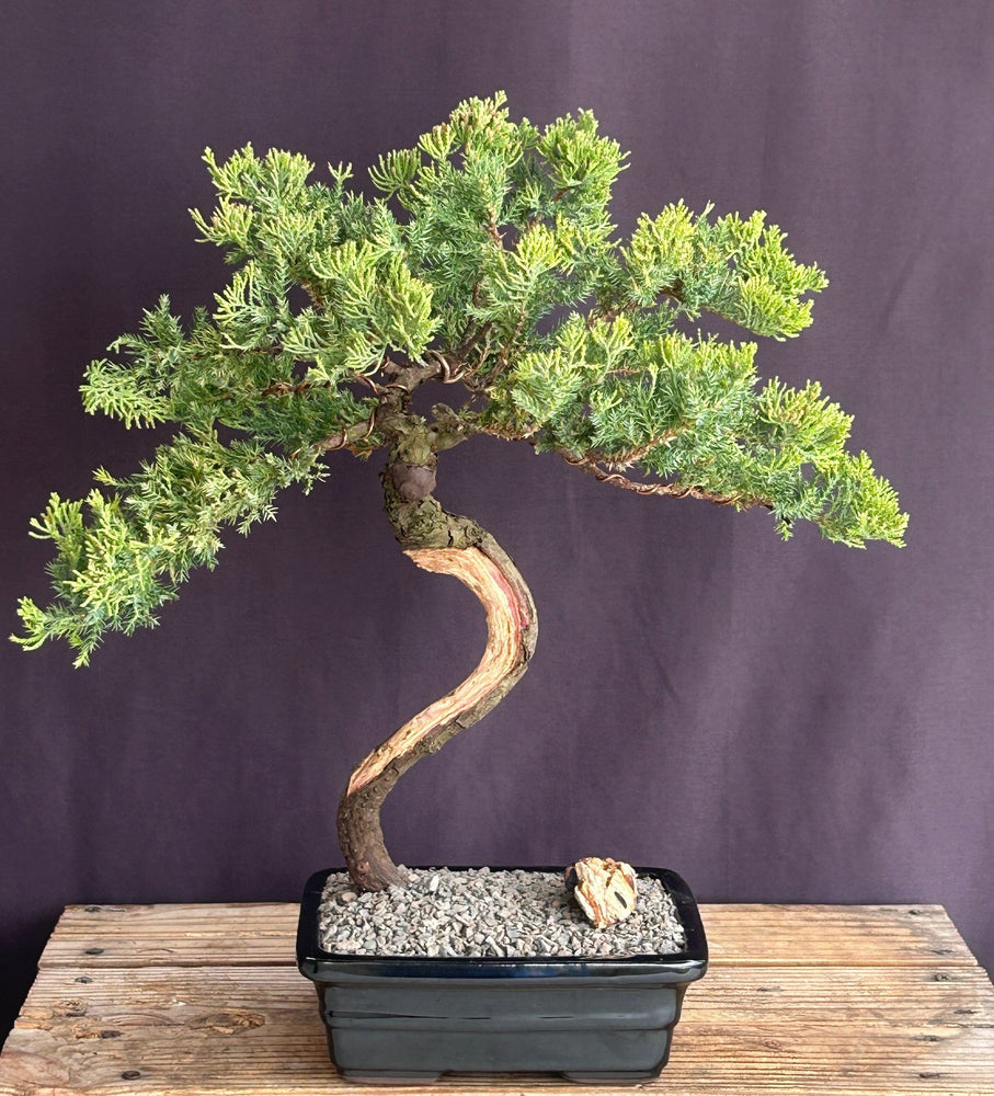 Juniper Bonsai Tree - Trained -(juniper procumbens nana)