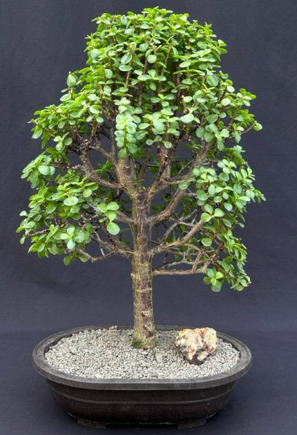 Baby Jade Bonsai Tree-(Portulacaria Afra)