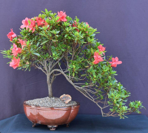 Flowering Tropical Duc De Rohan Azalea Bonsai Tree -Cascade Style- (southern indica)