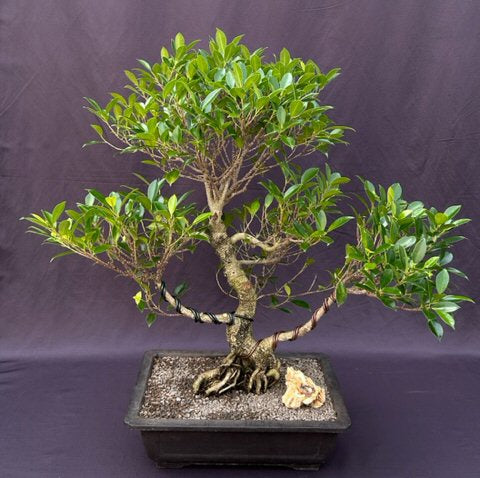 Ficus Retusa Bonsai Tree-Curved Trunk & Tired Branching-(ficus retusa)