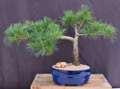 Mugo Pine Bonsai Tree-(pinus mugo 'valley cushion')