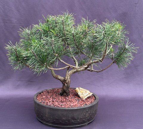 Mugo Pine Bonsai Tree-(pinus mugo 'valley cushion')