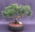 Mugo Pine Bonsai Tree-(pinus mugo 'valley cushion')