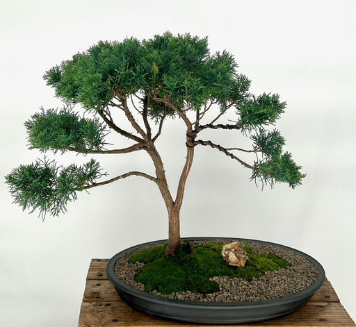 Shimpaku Juniper Bonsai Tree-(juniper chinensis 'shimpaku')