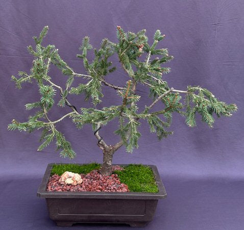 Dwarf Norway Spruce Bonsai Tree-(picea abies 'pusch')