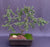 Dwarf Norway Spruce Bonsai Tree-(picea abies 'pusch')