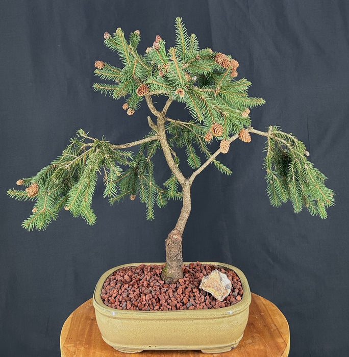 Weeping Norway Spruce Bonsai Tree-(picea abies 'pusch')