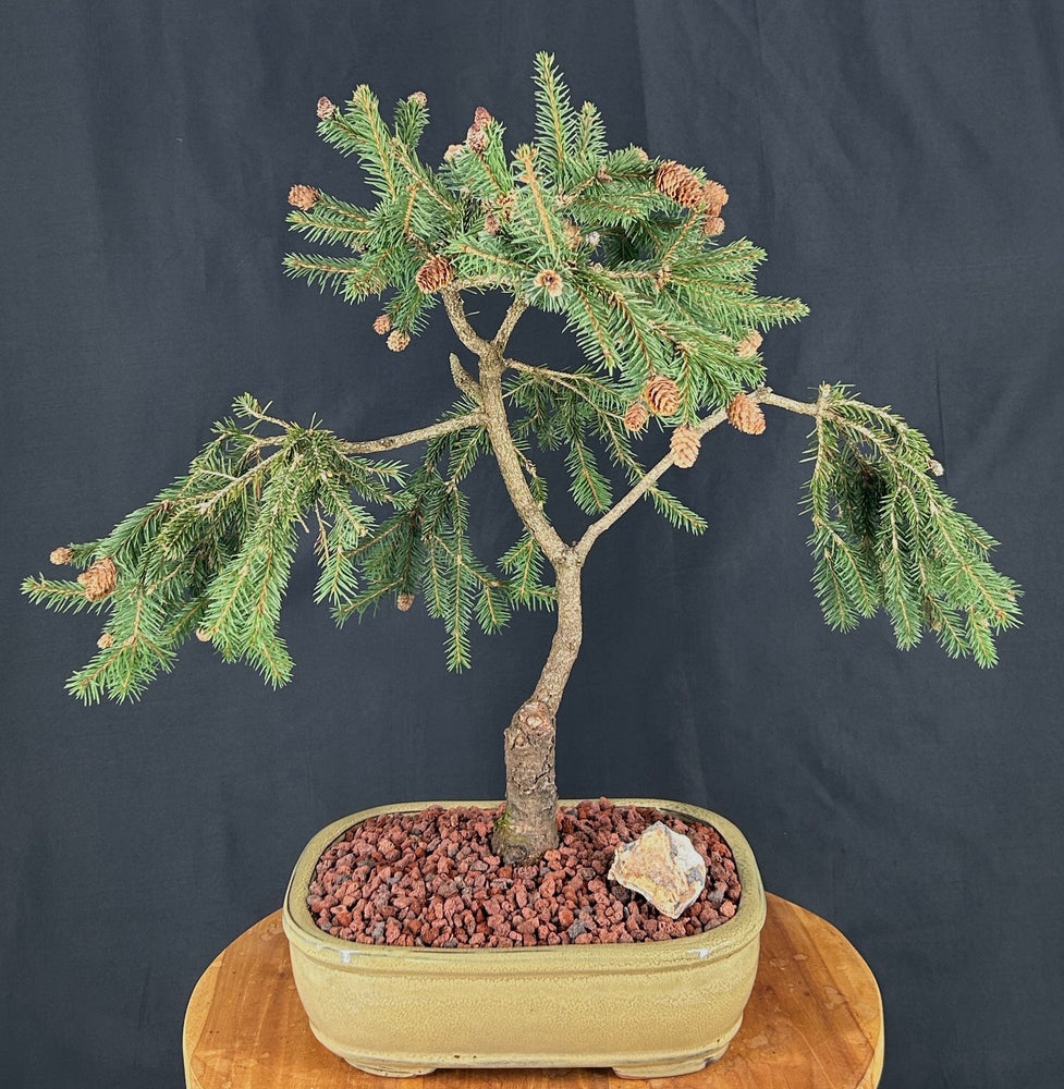 Weeping Norway Spruce Bonsai Tree-(picea abies 'pusch')