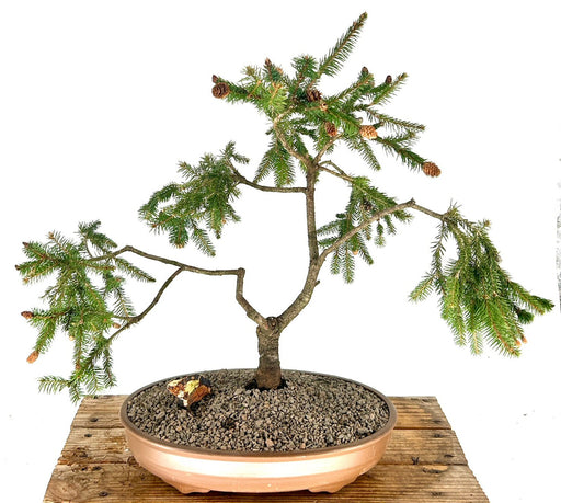 Dwarf Norway Spruce Bonsai Tree-(picea abies 'pusch')