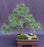 Mugo Pine Bonsai Tree-(pinus mugo 'valley cushion')