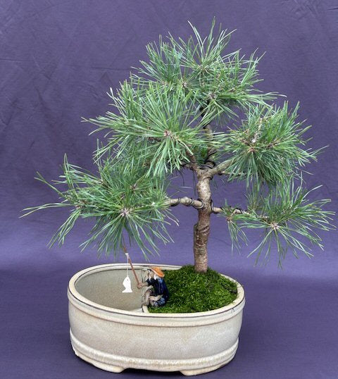 Mugo Pine Bonsai Tree-Land/Water Pot<i>(pinus mugo 'valley cushion')