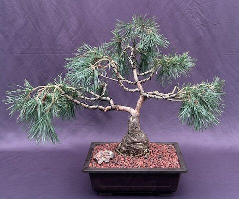 Scotch (Scots) Pine Bonsai Tree-(Pinus Sylvestris 'Albyn)