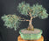 Scotch (Scots) Pine Bonsai Tree-(Pinus Sylvestris 'Albyn)