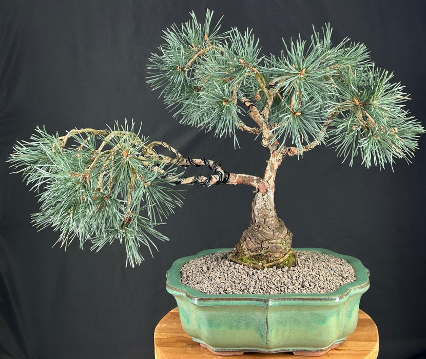 Scotch (Scots) Pine Bonsai Tree-(Pinus Sylvestris 'Albyn)