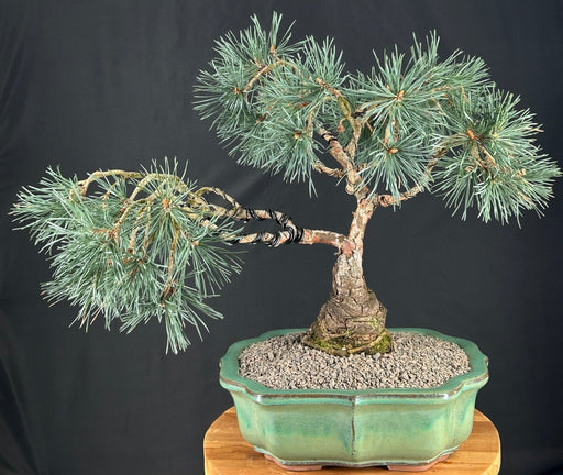 Scotch (Scots) Pine Bonsai Tree-(Pinus Sylvestris 'Albyn)