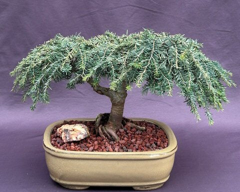 Dwarf Weeping Hemlock Bonsai Tree-(Tsuga canadensis 'coles prostmate')