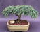 Dwarf Weeping Hemlock Bonsai Tree-(Tsuga canadensis 'coles prostmate')