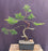 Savin Juniper Bonsai Tree-Trained in Jin Style-(Juniperus sabina)