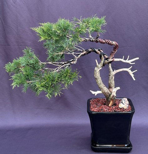 Savin Juniper Bonsai Tree-Trained in Jin Style-(Juniperus sabina)
