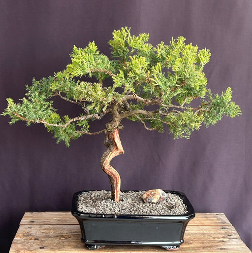 Juniper Bonsai Tree - Trained -(juniper procumbens nana)