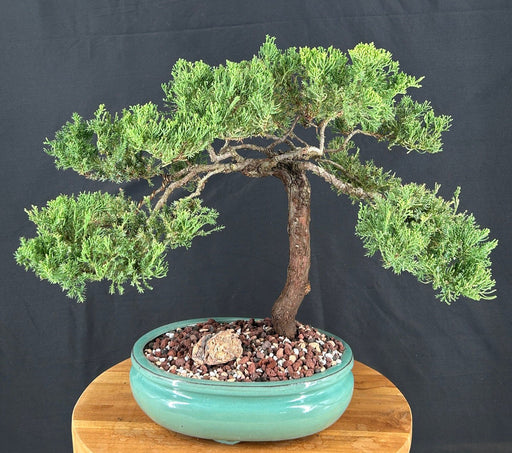 Juniper Bonsai Tree - Trained -(juniper procumbens nana)