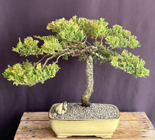 Juniper Bonsai Tree - Trained -(juniper procumbens nana)