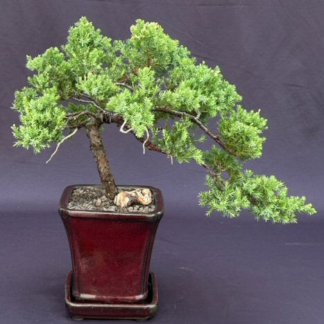 Juniper Bonsai Tree - Trained in Jin Style -(juniper procumbens nana)