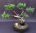 Juniper Bonsai Tree-Trained in Jin & Shari Style-(Juniperus Chinensis ?parsonii?)