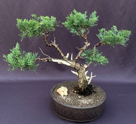 Juniper Bonsai Tree-Trained in Jin & Shari Style-(Juniperus Chinensis ?parsonii?)