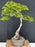 Beni Hime Dwarf Japanese Maple Bonsai Tree-Root Over Rock-(Acer palmatum 'Beni Hime')
