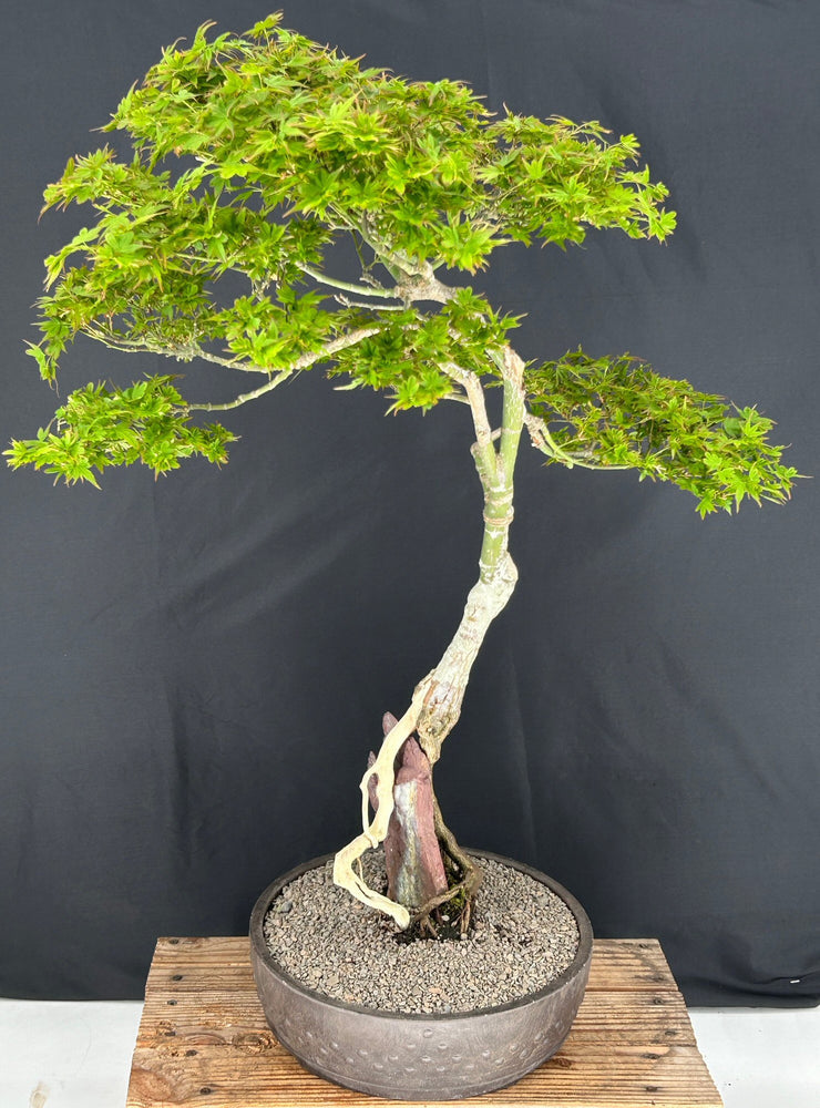 Beni Hime Dwarf Japanese Maple Bonsai Tree-Root Over Rock-(Acer palmatum 'Beni Hime')