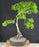 Beni Hime Dwarf Japanese Maple Bonsai Tree-Root Over Rock-(Acer palmatum 'Beni Hime')