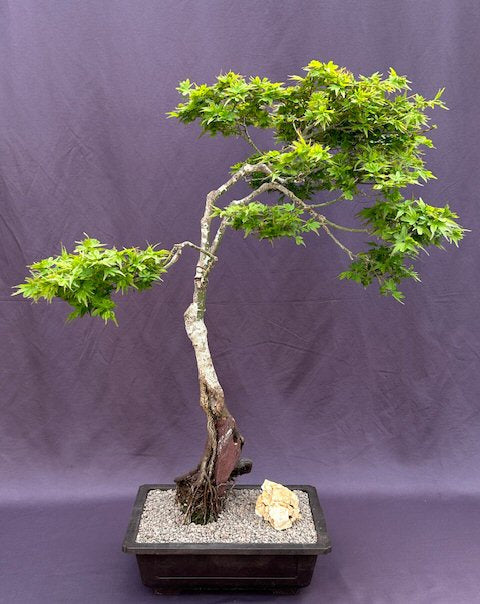 Beni Hime Dwarf Japanese Maple Bonsai Tree-Root Over Rock-(Acer palmatum 'Beni Hime')