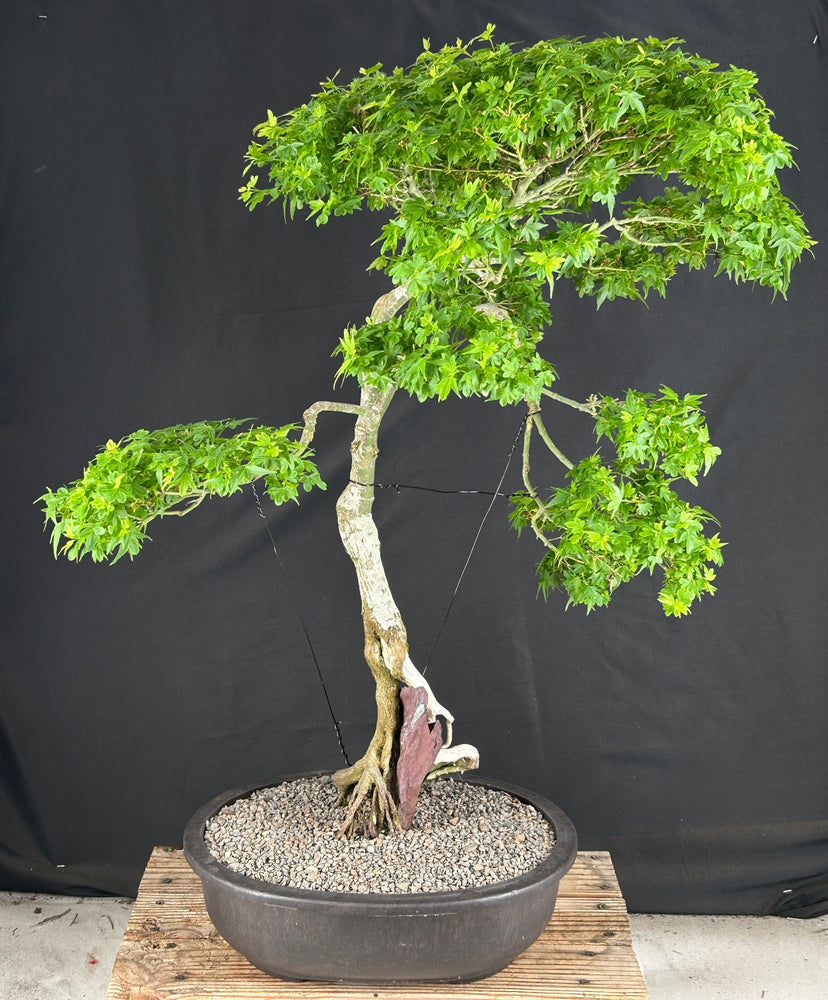 Beni Hime Dwarf Japanese Maple Bonsai Tree-Root Over Rock-(Acer palmatum 'Beni Hime')