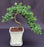 Juniper Bonsai Tree - Cascade Style-(juniper procumbens nana)