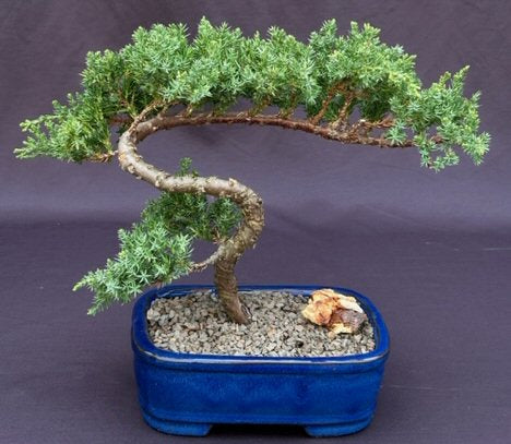 Juniper Bonsai Tree - Trained -(juniper procumbens nana)