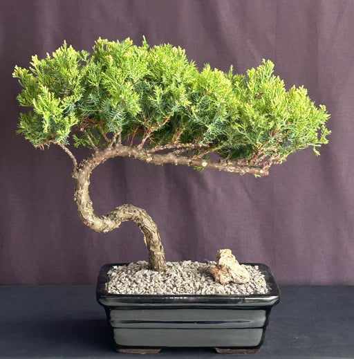 Juniper Bonsai Tree - Trained -(juniper procumbens nana)