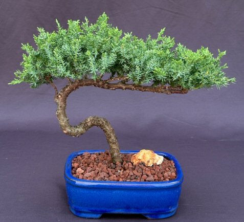 Juniper Bonsai Tree - Trained -(juniper procumbens nana)