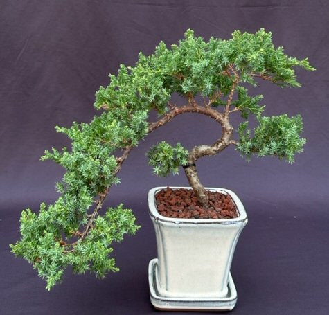 Juniper Bonsai Tree - Trained-(juniper procumbens nana)